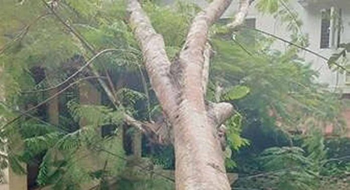 കോയിപ്രം മൃഗാശുപത്രിയുടെ മുകളിലേക്ക് മരംവീണു കോയിപ്രം മൃഗാശുപത്രിയുടെ മുകളിലേക്ക് മരംവീണു