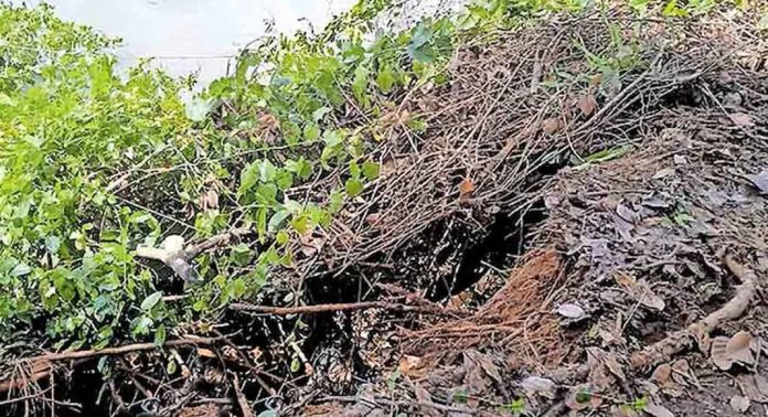 കുളനട കരയിൽ തുമ്പമൺ താഴത്ത് തീരമിടിച്ചിൽ വീണ്ടും കുളനട കരയിൽ തുമ്പമൺ താഴത്ത് തീരമിടിച്ചിൽ വീണ്ടും