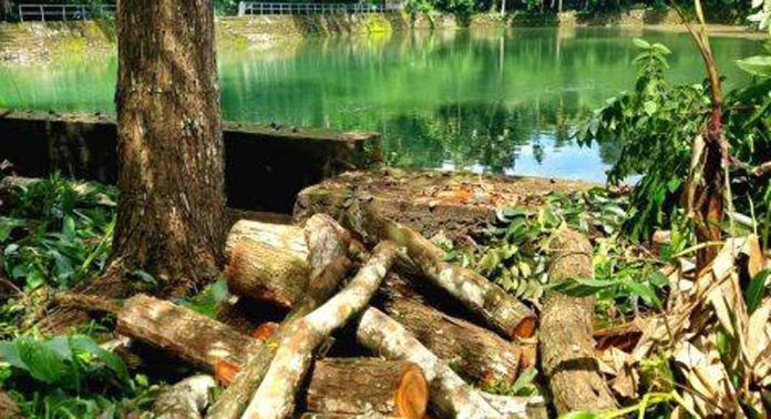 തെള്ളിയൂർക്കാവ് ക്ഷേത്രഭൂമിയോടുള്ള വസ്തുവിലെ മരംമുറി ദേവസ്വം ബോർഡ് തടഞ്ഞു തെള്ളിയൂർക്കാവ് ക്ഷേത്രഭൂമിയോടുള്ള വസ്തുവിലെ മരംമുറി ദേവസ്വം ബോർഡ് തടഞ്ഞു