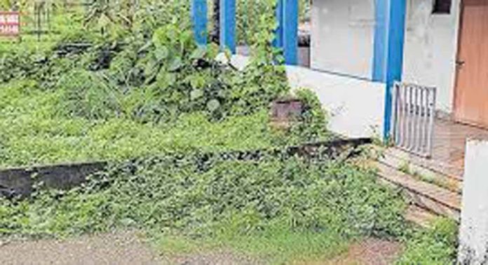 കാട് മൂടി മല്ലപ്പള്ളി സിവില് സ്റ്റേഷന് പരിസരം കാട് മൂടി മല്ലപ്പള്ളി സിവില് സ്റ്റേഷന് പരിസരം