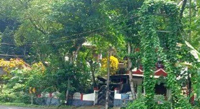 മല്ലപ്പള്ളി താലൂക്ക് പ്രദേശത്തെ വിവിധ ഭാഗത്തെ വൈദ്യുതി തൂണുകളിൽ കാട്ടുവള്ളി പടർന്ന് കയറുന്നത് അപകടക്കെണിയാകുന്നു മല്ലപ്പള്ളി താലൂക്ക് പ്രദേശത്തെ വിവിധ ഭാഗത്തെ വൈദ്യുതി തൂണുകളിൽ കാട്ടുവള്ളി പടർന്ന് കയറുന്നത് അപകടക്കെണിയാകുന്നു