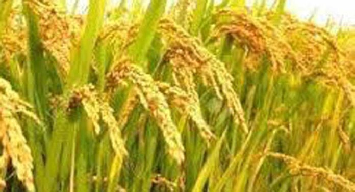 നെല്ലിന്റെ വില ലഭിച്ചില്ല ; കർഷകർ കടക്കെണിയിലേക്ക് നെല്ലിന്റെ വില ലഭിച്ചില്ല ; കർഷകർ കടക്കെണിയിലേക്ക്
