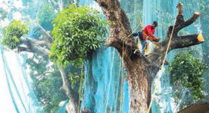 പന്തളം – മാവേലിക്കര റോഡിൽ ചന്തയ്ക്കുസമീപം ചുവടുദ്രവിച്ച് അപകടാവസ്ഥയിലായ മാവ് മുറിച്ചുമാറ്റി പന്തളം – മാവേലിക്കര റോഡിൽ ചന്തയ്ക്കുസമീപം ചുവടുദ്രവിച്ച് അപകടാവസ്ഥയിലായ മാവ് മുറിച്ചുമാറ്റി