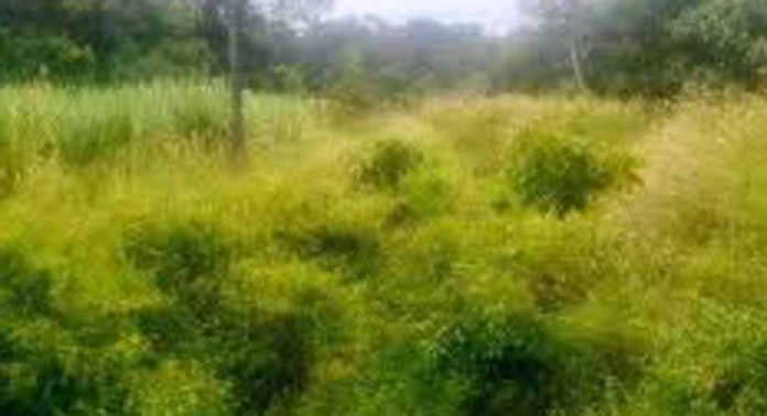 പമ്പ ജലസേചന പദ്ധതിയുടെ പഴയകെട്ടിടവും പരിസരവും കാടുമൂടുന്നു പമ്പ ജലസേചന പദ്ധതിയുടെ പഴയകെട്ടിടവും പരിസരവും കാടുമൂടുന്നു