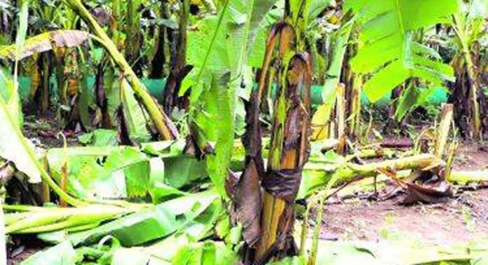 ശക്തമായ മഴയും കാറ്റും ; പ്രമാടത്ത് കാർഷിക മേഖലയിൽ കനത്തനഷ്ടം ശക്തമായ മഴയും കാറ്റും ; പ്രമാടത്ത് കാർഷിക മേഖലയിൽ കനത്തനഷ്ടം