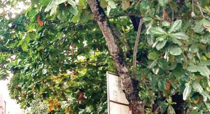 പുല്ലാട് ജംഗ്ഷനില് അപകട ഭീഷണിയായി ബദാം മരം പുല്ലാട് ജംഗ്ഷനില് അപകട ഭീഷണിയായി ബദാം മരം