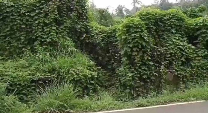 മന്ദിരം 110 കെ.വി സബ് സ്റ്റേഷൻ്റെ സമീപത്തെ സർക്കാർ ഭൂമി കാട് കയറി നശിക്കുന്നു മന്ദിരം 110 കെ.വി സബ് സ്റ്റേഷൻ്റെ സമീപത്തെ സർക്കാർ ഭൂമി കാട് കയറി നശിക്കുന്നു