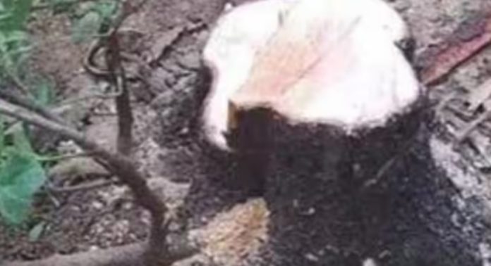 കനത്ത മഴയിൽ വയനാട്ടിൽ റിസോട്ടിന് മുന്നിൽ നിന്ന 20 വർഷം പഴക്കമുള്ള ചന്ദനം മുറിച്ചു കടത്തി ; സിസിടിവി സാക്ഷി കനത്ത മഴയിൽ വയനാട്ടിൽ റിസോട്ടിന് മുന്നിൽ നിന്ന 20 വർഷം പഴക്കമുള്ള ചന്ദനം മുറിച്ചു കടത്തി ; സിസിടിവി സാക്ഷി