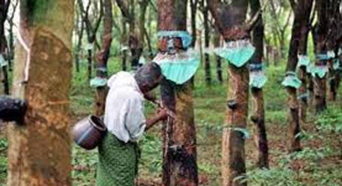കാലാവസ്ഥാ വ്യതിയാനം ; റബർ കർഷകർ ദുരിതത്തിൽ കാലാവസ്ഥാ വ്യതിയാനം ; റബർ കർഷകർ ദുരിതത്തിൽ