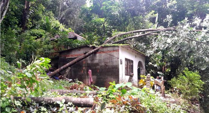 വെച്ചൂച്ചിറ ഇടത്തിക്കാവിൽ ശക്തമായ കാറ്റില് റബ്ബര് മരങ്ങള് പിഴുതുവീണു ; അഞ്ചു വീടുകള്ക്ക് കേടുപാടുകള് വെച്ചൂച്ചിറ ഇടത്തിക്കാവിൽ ശക്തമായ കാറ്റില് റബ്ബര് മരങ്ങള് പിഴുതുവീണു ; അഞ്ചു വീടുകള്ക്ക് കേടുപാടുകള്