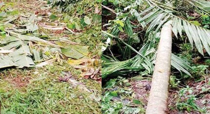 കോട്ടക്കുഴി – ആനച്ചന്തയിലെ ജനവാസകേന്ദ്രത്തിൽ കാട്ടാനക്കൂട്ടമിറങ്ങി കൃഷിനശിപ്പിച്ചു കോട്ടക്കുഴി – ആനച്ചന്തയിലെ ജനവാസകേന്ദ്രത്തിൽ കാട്ടാനക്കൂട്ടമിറങ്ങി കൃഷിനശിപ്പിച്ചു