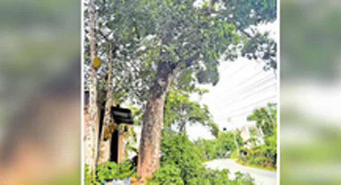 പന്തളം-മാവേലിക്കര റോഡിലെ ചുവട് ദ്രവിച്ച് അപകടാവസ്ഥയിലായ മാവ് നാളെ മുറിച്ചു മാറ്റും പന്തളം-മാവേലിക്കര റോഡിലെ ചുവട് ദ്രവിച്ച് അപകടാവസ്ഥയിലായ മാവ് നാളെ മുറിച്ചു മാറ്റും
