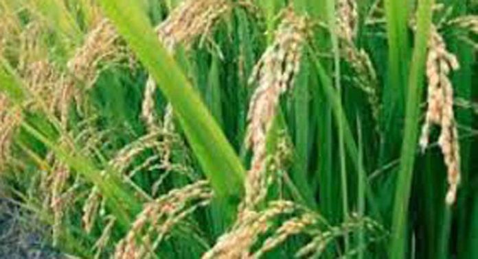 വിള ഇൻഷുറൻസ് പരിഷ്കരിക്കുന്നില്ല : ചേരാൻ മടിച്ച് കർഷകർ വിള ഇൻഷുറൻസ് പരിഷ്കരിക്കുന്നില്ല : ചേരാൻ മടിച്ച് കർഷകർ