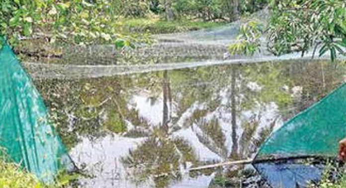 വെള്ളംകയറിയൊഴുകി മത്സ്യക്കർഷകന് ലക്ഷങ്ങളുടെ നഷ്ടം വെള്ളംകയറിയൊഴുകി മത്സ്യക്കർഷകന് ലക്ഷങ്ങളുടെ നഷ്ടം