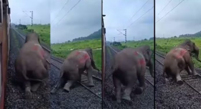റെയിൽവേ ട്രാക്കിൽ കാട്ടാന ; പാഞ്ഞെത്തിയ ട്രെയിൻ ഇടിച്ച് ആന ചരിഞ്ഞു ; പരിക്കേറ്റ് വീഴുന്ന ദൃശ്യങ്ങൾ പുറത്ത് റെയിൽവേ ട്രാക്കിൽ കാട്ടാന ; പാഞ്ഞെത്തിയ ട്രെയിൻ ഇടിച്ച് ആന ചരിഞ്ഞു ; പരിക്കേറ്റ് വീഴുന്ന ദൃശ്യങ്ങൾ പുറത്ത്