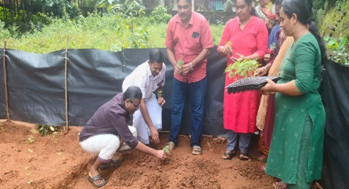പത്തനംതിട്ട കുമ്പഴയിൽ ബെന്ദി ചെടി കൃഷി പത്തനംതിട്ട കുമ്പഴയിൽ ബെന്ദി ചെടി കൃഷി