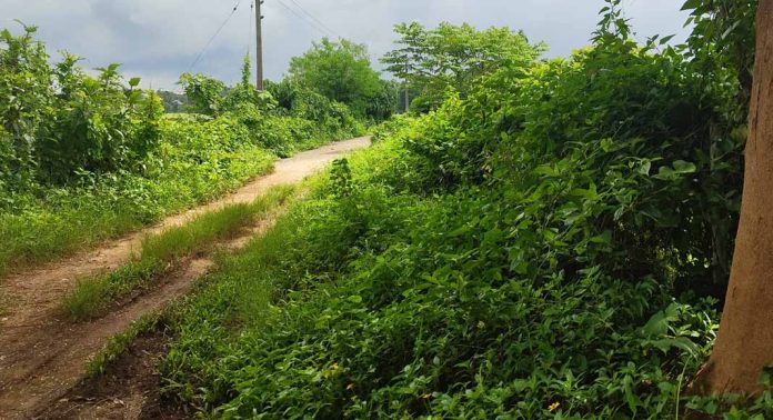 കോഴഞ്ചേരി സ്തുതികാട്ട് പടി വയലോരം നാലുമണികാറ്റ് പദ്ധതി അവതാളത്തില് കോഴഞ്ചേരി സ്തുതികാട്ട് പടി വയലോരം നാലുമണികാറ്റ് പദ്ധതി അവതാളത്തില്