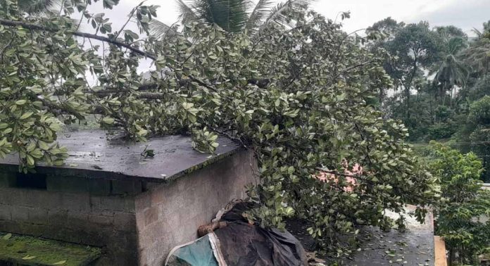 ശക്തമായ കാറ്റ് ; എലിമുള്ളുംപ്ലാക്കലിൽ പ്ലാവ് വീടിന് മുകളിലേക്ക് പിഴുത് വീണു ശക്തമായ കാറ്റ് ; എലിമുള്ളുംപ്ലാക്കലിൽ പ്ലാവ് വീടിന് മുകളിലേക്ക് പിഴുത് വീണു