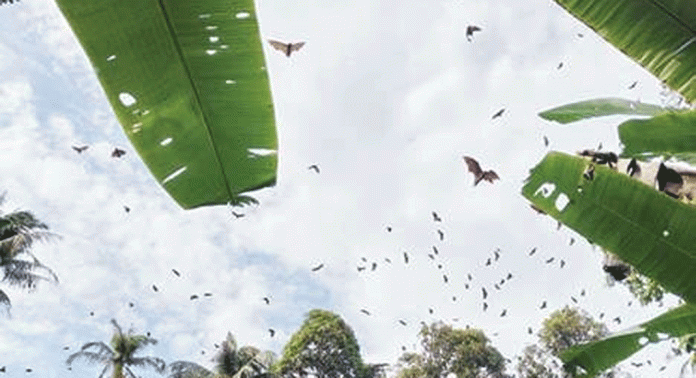 വവ്വാലുകളുടെ ശല്യംമൂലം പൊറുതിമുട്ടി തോട്ടപ്പുഴശ്ശേരി പഞ്ചായത്ത് വവ്വാലുകളുടെ ശല്യംമൂലം പൊറുതിമുട്ടി തോട്ടപ്പുഴശ്ശേരി പഞ്ചായത്ത്