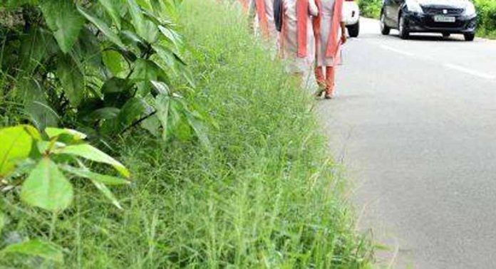 മൈലപ്രാ – പത്തനംതിട്ട റോഡ് കാട് കയറി ; കാണാതെ അധികൃതർ മൈലപ്രാ – പത്തനംതിട്ട റോഡ് കാട് കയറി ; കാണാതെ അധികൃതർ