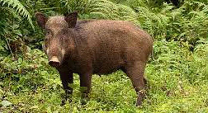 മഴയും കാട്ടുപന്നിശല്യവും ; പ്രമാടം പഞ്ചായത്തിലെ കിഴങ്ങുഗ്രാമം പദ്ധതി പ്രതിസന്ധിയിൽ മഴയും കാട്ടുപന്നിശല്യവും ; പ്രമാടം പഞ്ചായത്തിലെ കിഴങ്ങുഗ്രാമം പദ്ധതി പ്രതിസന്ധിയിൽ