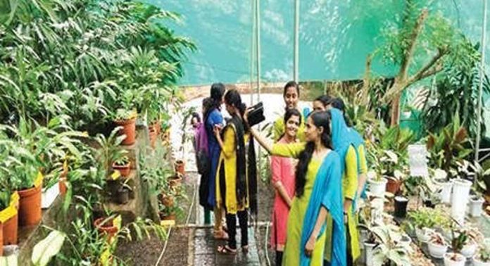 പത്തനംതിട്ട കാതോലിക്കേറ്റ് കോളേജിലെ ഇഞ്ചി വനം പ്രിയമാകുന്നു പത്തനംതിട്ട കാതോലിക്കേറ്റ് കോളേജിലെ ഇഞ്ചി വനം പ്രിയമാകുന്നു