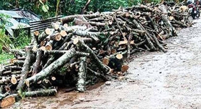 തുടർച്ചയായി തടിയിറക്കി തിരുവാഭരണപാത തകരുന്നു തുടർച്ചയായി തടിയിറക്കി തിരുവാഭരണപാത തകരുന്നു