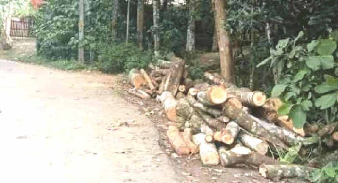 യാത്രക്കാരെ വലച്ച് അനധികൃത തടി ലോഡിങ് ; പൊതുമരാമത്ത് അധികൃതരിൽനിന്ന് നടപടിയില്ല യാത്രക്കാരെ വലച്ച് അനധികൃത തടി ലോഡിങ് ; പൊതുമരാമത്ത് അധികൃതരിൽനിന്ന് നടപടിയില്ല