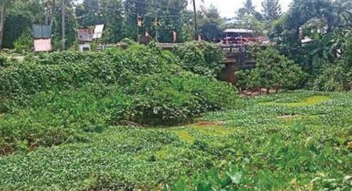 ശാപ മോക്ഷം കാത്ത് പെരിങ്ങരത്തോട് ശാപ മോക്ഷം കാത്ത് പെരിങ്ങരത്തോട്