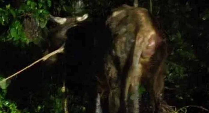 സെപ്ടിക് ടാങ്കിനെടുത്ത കുഴിയില് പശു വീണു : കരയ്ക്ക് എത്തിച്ച് അടൂര് ഫയര് ഫോഴ്സ് സെപ്ടിക് ടാങ്കിനെടുത്ത കുഴിയില് പശു വീണു : കരയ്ക്ക് എത്തിച്ച് അടൂര് ഫയര് ഫോഴ്സ്