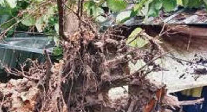 പാണാവള്ളിയിൽ അങ്കണവാടിയിലേക്ക് വൈദ്യുതിത്തൂൺ മറിഞ്ഞുവീണു പാണാവള്ളിയിൽ അങ്കണവാടിയിലേക്ക് വൈദ്യുതിത്തൂൺ മറിഞ്ഞുവീണു