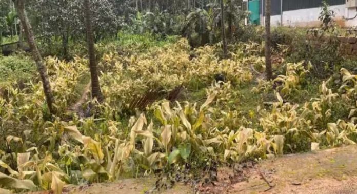 ഐസ് ഫാക്ടറിയിൽ അമോണിയ ചോർച്ച : പരിസരത്തെ ചെടികൾ കരിഞ്ഞു ; നിരവധിപേർക്ക് ശ്വാസ തടസം ഐസ് ഫാക്ടറിയിൽ അമോണിയ ചോർച്ച : പരിസരത്തെ ചെടികൾ കരിഞ്ഞു ; നിരവധിപേർക്ക് ശ്വാസ തടസം