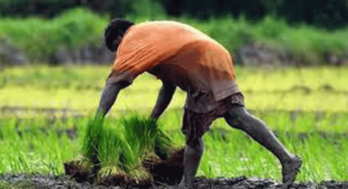 കർഷക അവാർഡിനായി നാമനിർദ്ദേശം ക്ഷണിക്കുന്നു കർഷക അവാർഡിനായി നാമനിർദ്ദേശം ക്ഷണിക്കുന്നു