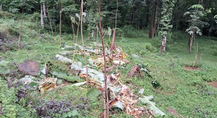 കുടമുരട്ടി കൊച്ചുകുളത്ത് കാട്ടാന ശല്യം രൂക്ഷം കുടമുരട്ടി കൊച്ചുകുളത്ത് കാട്ടാന ശല്യം രൂക്ഷം