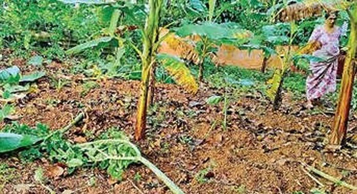കാർഷികവിളകൾ കാട്ടുപന്നിക്കൂട്ടം നശിപ്പിച്ചു കാർഷികവിളകൾ കാട്ടുപന്നിക്കൂട്ടം നശിപ്പിച്ചു