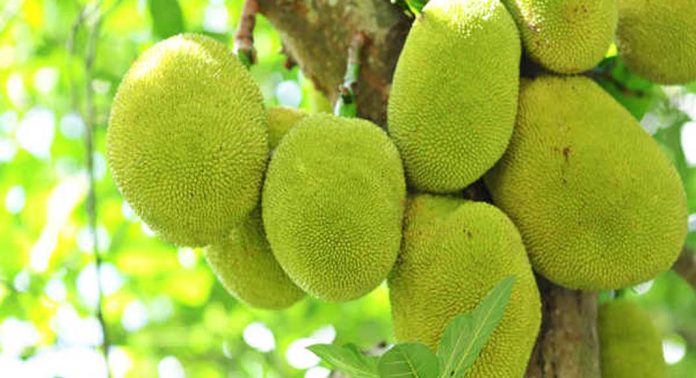ചക്ക കഴിച്ചാൽ ലഭിക്കുന്ന ആരോഗ്യഗുണങ്ങൾ ചക്ക കഴിച്ചാൽ ലഭിക്കുന്ന ആരോഗ്യഗുണങ്ങൾ