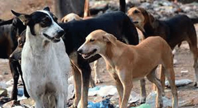 തെരുവുനായ്ക്കളെ നിയന്ത്രിക്കുന്നതിനുള്ള പദ്ധതികള് ജില്ലയില് പാളി തെരുവുനായ്ക്കളെ നിയന്ത്രിക്കുന്നതിനുള്ള പദ്ധതികള് ജില്ലയില് പാളി