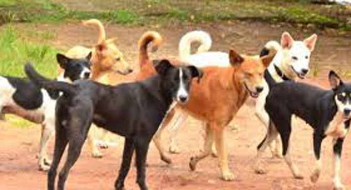തെരുവ് നായകൾ ആട്ടിൻകുട്ടികളെ കടിച്ചു കൊന്നു തെരുവ് നായകൾ ആട്ടിൻകുട്ടികളെ കടിച്ചു കൊന്നു