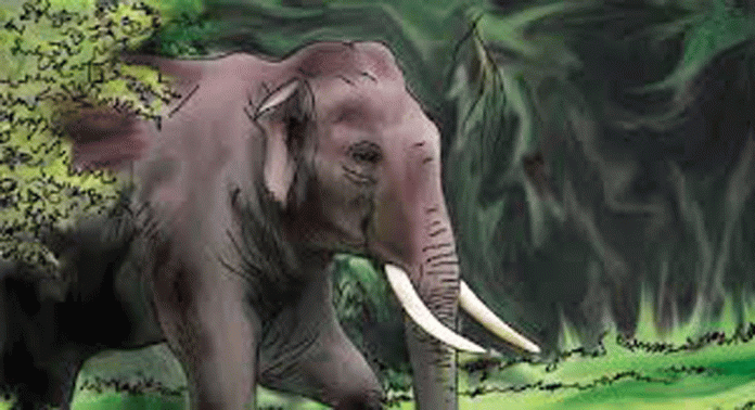 കാട്ടാനയും പുലിയും ; ഉറക്കം നഷ്ടപെട്ട് മലയോര ഗ്രാമം കാട്ടാനയും പുലിയും ; ഉറക്കം നഷ്ടപെട്ട് മലയോര ഗ്രാമം