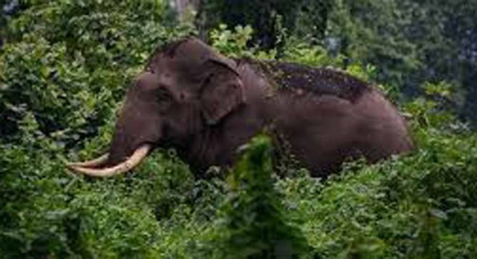 ചിറ്റാറിൽ കാട്ടാന കൃഷി നശിപ്പിച്ചു ചിറ്റാറിൽ കാട്ടാന കൃഷി നശിപ്പിച്ചു