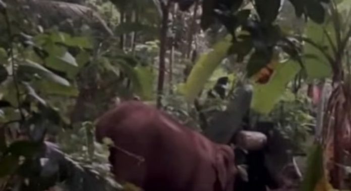 മലയാറ്റൂരില് കുട്ടിയാന കിണറ്റില് വീണു ; രക്ഷയ്ക്കെത്തി അമ്മയാന മലയാറ്റൂരില് കുട്ടിയാന കിണറ്റില് വീണു ; രക്ഷയ്ക്കെത്തി അമ്മയാന