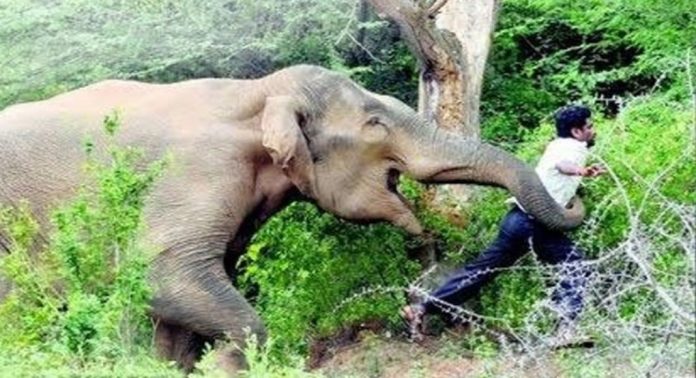 അഞ്ച് വർഷത്തിൽ വന്യജീവി ആക്രമണത്തിൽ കൊല്ലപ്പെട്ടത് 489 പേർ ; കൂടുതലും കാട്ടാനയുടെ ആക്രമണത്തിൽ അഞ്ച് വർഷത്തിൽ വന്യജീവി ആക്രമണത്തിൽ കൊല്ലപ്പെട്ടത് 489 പേർ ; കൂടുതലും കാട്ടാനയുടെ ആക്രമണത്തിൽ