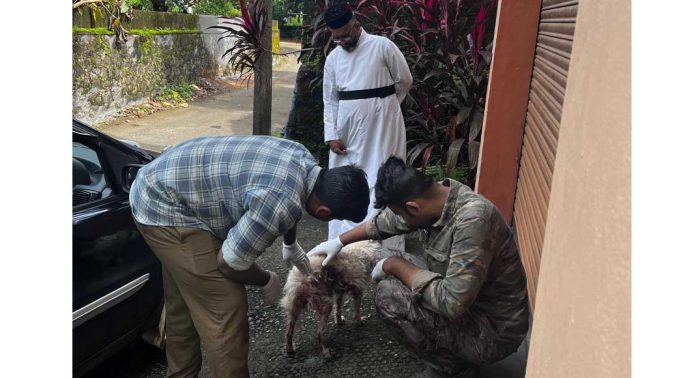 റാന്നി മാമ്മുക്കിൽ അവശനിലയിലായ നായയെ രക്ഷിച്ചു റാന്നി മാമ്മുക്കിൽ അവശനിലയിലായ നായയെ രക്ഷിച്ചു