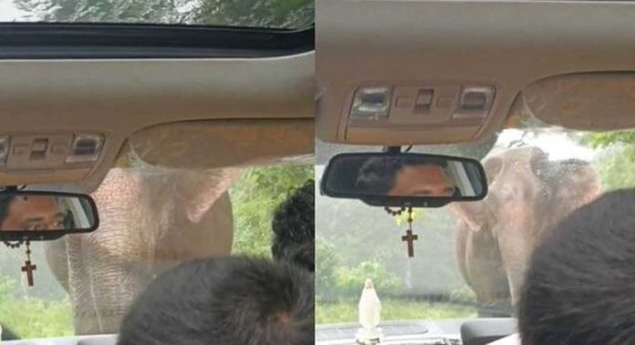 വിനോദ സഞ്ചാരത്തിനായി ഗവി കണ്ട് മടങ്ങിയ ചങ്ങനാശേരി സ്വദേശികളായ നാലംഗ സംഘം കാട്ടാനയുടെ മുന്നിൽ നിന്ന് അത്ഭുതകരമായി രക്ഷപ്പെട്ടു വിനോദ സഞ്ചാരത്തിനായി ഗവി കണ്ട് മടങ്ങിയ ചങ്ങനാശേരി സ്വദേശികളായ നാലംഗ സംഘം കാട്ടാനയുടെ മുന്നിൽ നിന്ന് അത്ഭുതകരമായി രക്ഷപ്പെട്ടു