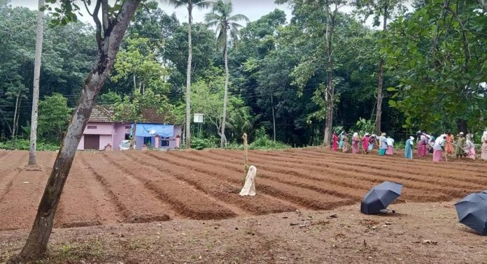ചെന്നീർക്കര ഗ്രാമപഞ്ചായത്തിൽ ബന്ദിപ്പൂവ് , വാടാമുല്ല കൃഷി ആരംഭിക്കുന്നു ചെന്നീർക്കര ഗ്രാമപഞ്ചായത്തിൽ ബന്ദിപ്പൂവ് , വാടാമുല്ല കൃഷി ആരംഭിക്കുന്നു