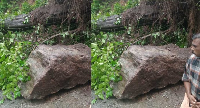 കനത്ത മഴയിലും കാറ്റിലും കൊക്കാത്തോട് കറ്റിക്കുഴിയിൽ മരുതി മരം കടപുഴകി റോഡിലേക്ക് വീണു കനത്ത മഴയിലും കാറ്റിലും കൊക്കാത്തോട് കറ്റിക്കുഴിയിൽ മരുതി മരം കടപുഴകി റോഡിലേക്ക് വീണു
