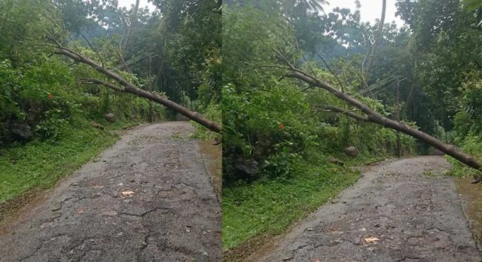 മോതിരവയൽ അടിച്ചിപ്പുഴ ഗ്രാമീണ റോഡിൽ വൈദ്യുതി ലൈനിൽ മരം വീണ് ഗതാഗതം തടസ്സപ്പെട്ടു മോതിരവയൽ അടിച്ചിപ്പുഴ ഗ്രാമീണ റോഡിൽ വൈദ്യുതി ലൈനിൽ മരം വീണ് ഗതാഗതം തടസ്സപ്പെട്ടു