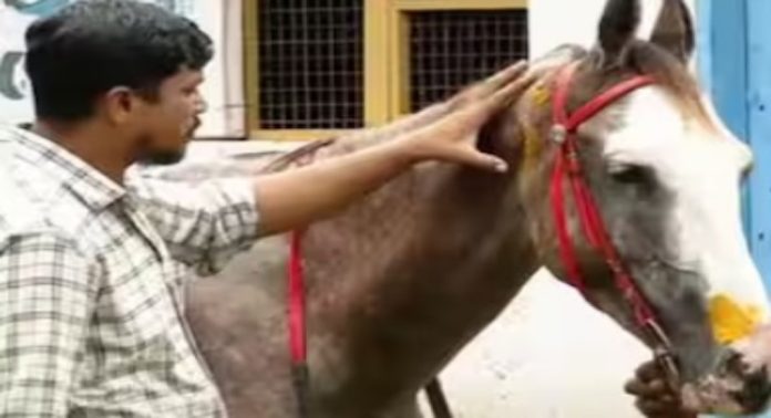 കുതിരയെ ക്രൂരമായി ആക്രമിച്ചത് ക്രിമിനൽ കേസുളിലടക്കം പ്രതികളായവർ ; മൂന്നുപേരെ തിരിച്ചറിഞ്ഞു ; കേസെടുത്ത് പോലീസ് കുതിരയെ ക്രൂരമായി ആക്രമിച്ചത് ക്രിമിനൽ കേസുളിലടക്കം പ്രതികളായവർ ; മൂന്നുപേരെ തിരിച്ചറിഞ്ഞു ; കേസെടുത്ത് പോലീസ്