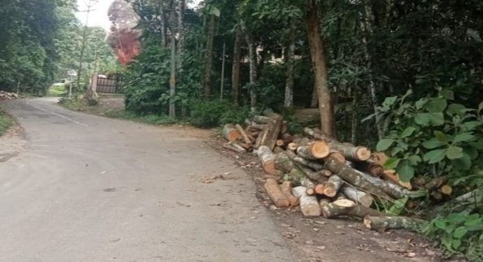 പൊതുമരാമത്ത് വകുപ്പ് റോഡുകളിൽ അനധികൃതമായി തടികൾ കൂട്ടിയിടുന്നു ; ബുദ്ധിമുട്ടിലായി യാത്രക്കാർ പൊതുമരാമത്ത് വകുപ്പ് റോഡുകളിൽ അനധികൃതമായി തടികൾ കൂട്ടിയിടുന്നു ; ബുദ്ധിമുട്ടിലായി യാത്രക്കാർ