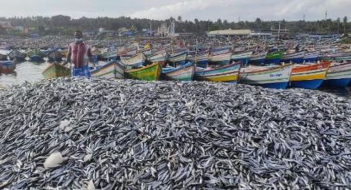 വിഴിഞ്ഞം ഉൾപ്പെടെയുള്ള തീരങ്ങളിൽ ചാകരക്കാലമായി ; ആശ്വാസത്തിൽ ജനങ്ങൾ വിഴിഞ്ഞം ഉൾപ്പെടെയുള്ള തീരങ്ങളിൽ ചാകരക്കാലമായി ; ആശ്വാസത്തിൽ ജനങ്ങൾ